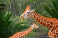 Two giraffes with forest in the background at the chapultepec zoo, mexico city. VII Royalty Free Stock Photo