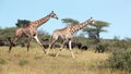 Two giraffes galloping in Kruger National Park. Royalty Free Stock Photo