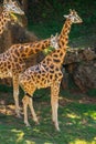 Two giraffes giving each other affection Royalty Free Stock Photo