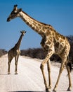 Two giraffes on a gravel road in Africa Royalty Free Stock Photo