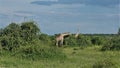 Two giraffes graze in the savannah. Royalty Free Stock Photo