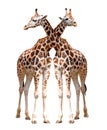 Two giraffes isolated Royalty Free Stock Photo