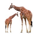 Two giraffes isolated Royalty Free Stock Photo
