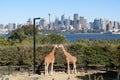 Two giraffes kissing in Taronga Zoo in Sydney Royalty Free Stock Photo