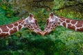 two giraffes with long neck, Giraffa camelopardalis, brown spots on shiny skin, artiodactyl mammal from giraffidae family,