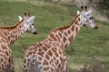 Two giraffes looking in the same direction, photographed in Port Lympne Safari Park at Ashford, Kent, UK