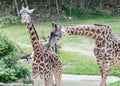Two Giraffes Royalty Free Stock Photo