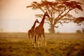 Two giraffes, Nakuru Kenya Royalty Free Stock Photo