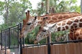 Two Giraffes at the Naples Zoo