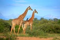 Two giraffes near the forest, Drakensberg Mountains in the background . Green vegetation with big animals. Wildlife scene from nat Royalty Free Stock Photo