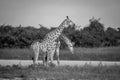 Two Giraffes necking in Chobe. Royalty Free Stock Photo