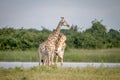 Two Giraffes necking in Chobe. Royalty Free Stock Photo