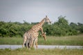 Two Giraffes necking in Chobe. Royalty Free Stock Photo