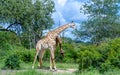 Two giraffes in the wild Royalty Free Stock Photo