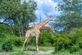 Two giraffes in the wild Royalty Free Stock Photo