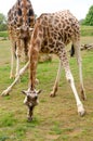 Two Giraffes eating grass at a wildlife park Royalty Free Stock Photo