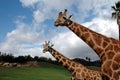 Two giraffes portrait Royalty Free Stock Photo