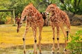 Two Giraffes In a Puddle Royalty Free Stock Photo