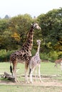 Two giraffes in safari park