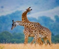 Two giraffes in savanna. Kenya. Tanzania. East Africa.