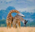 Two giraffes in savanna. Kenya. Tanzania. East Africa. Royalty Free Stock Photo