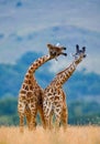 Two giraffes in savanna. Kenya. Tanzania. East Africa.