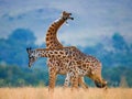 Two giraffes in savanna. Kenya. Tanzania. East Africa.