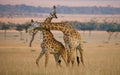 Two giraffes in savanna. Kenya. Tanzania. East Africa. Royalty Free Stock Photo