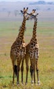 Two giraffes in savanna. Kenya. Tanzania. East Africa. Royalty Free Stock Photo