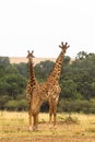 Two giraffes. Savanna of Masai Mara