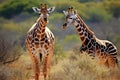 Two giraffes in the savannah - Kruger National Park, South Africa, Giraffe and Plains zebra in Kruger National park, South Africa