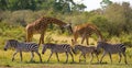 Two giraffes in savannah with zebras. Kenya. Tanzania. East Africa.