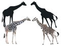 Two giraffes with shadows isolated on white Royalty Free Stock Photo