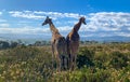 Two giraffes stand among green plants in the savanna against a blue cloudy sky. Wildlife of Africa. Animals walk side by Royalty Free Stock Photo