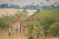 Two giraffes near the bush Royalty Free Stock Photo