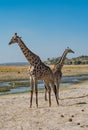 Two Giraffes standing back to back in Chobe