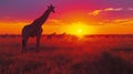 Two Giraffes Standing in Field at Sunset Royalty Free Stock Photo