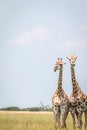 Two Giraffes standing in the grass. Royalty Free Stock Photo