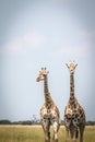 Two Giraffes standing in the grass. Royalty Free Stock Photo