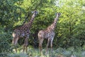 Two Giraffes standing inside Kruger Nationalpark, South Africa