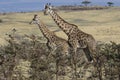 two giraffes standing among the low bushes on the slope of acacia Ngorongoro Crater