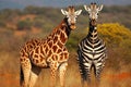 Two giraffes standing in the savannah, South Africa, Giraffe and Plains zebra in Kruger National park, South Africa, AI Generated Royalty Free Stock Photo