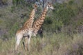 Two giraffes standing in tall brush