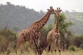 Two giraffes standing together