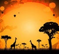 Two giraffes staying near trees on grass. Silhouettes on orange sunset background. Nature scene background