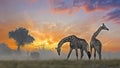 Two giraffes at sunset with tree and clouds Royalty Free Stock Photo