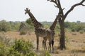 Two Giraffes in Tanzania Royalty Free Stock Photo