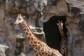 Two Giraffes At Taronga Zoo