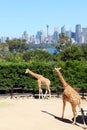Two Giraffes @ Taronga Zoo Sydney