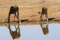 Two giraffes and their reflections drinking Royalty Free Stock Photo